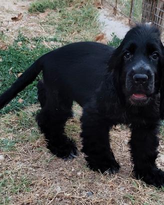 Cocker maschio pedigree ENCI 
