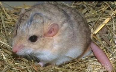 Gerbilli dalla coda grassa