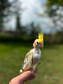 Calopsite allevata a mano