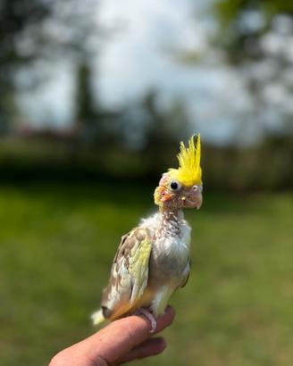 Calopsite allevata a mano