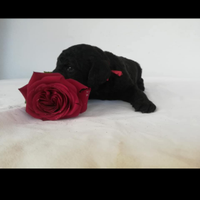 Cuccioli barbone grande mole