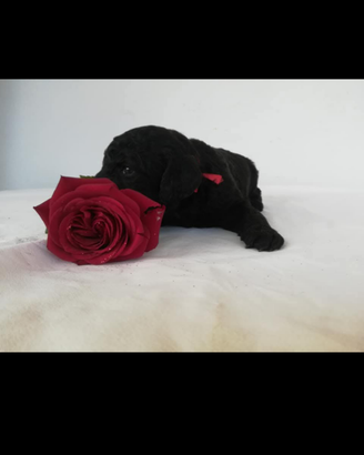 Cuccioli barbone grande mole