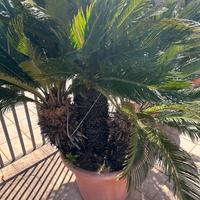 Cycas