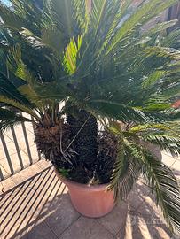 Cycas