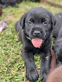 Cuccioli Labrador Retriever