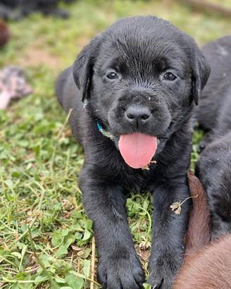 Cuccioli Labrador Retriever