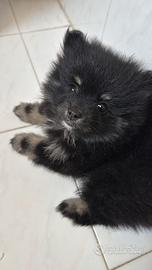 Cucciolo Spitz nano