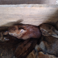 Coniglia con conigietti