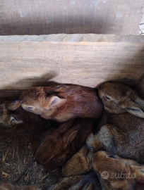 Coniglia con conigietti