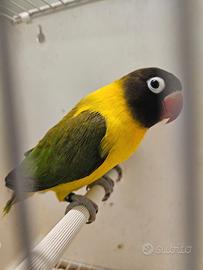 Inseparabili personata