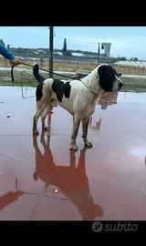 Pastore dell'Asia centrale