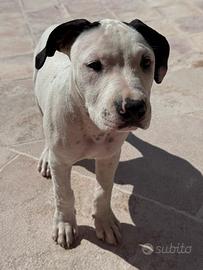 Amstaff