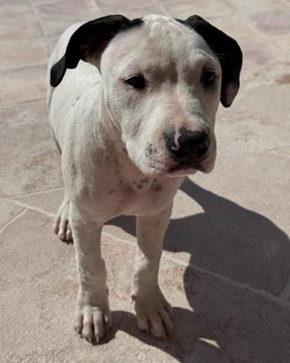 Amstaff
