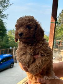 Cuccioli barboncino