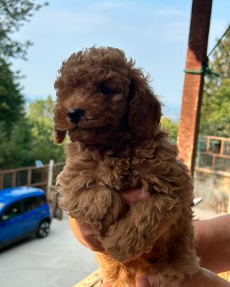 Cuccioli barboncino