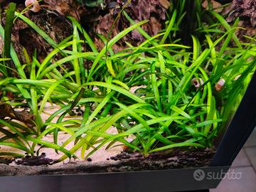 pratino sagittaria subulata 