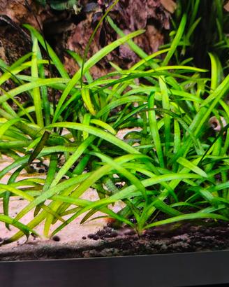 pratino sagittaria subulata 