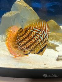 Pesce discus
