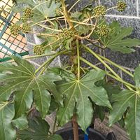 pianta Aralia fa fiori a palline