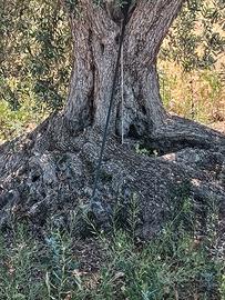 ULIVO SECOLARE