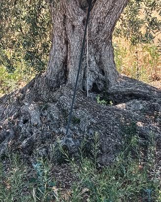 ULIVO SECOLARE