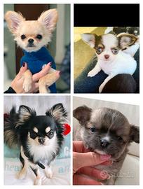 Chihuahua tre mesi vaccinati con pedigree