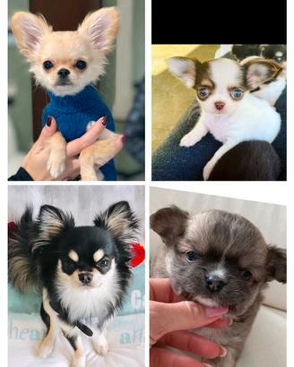 Chihuahua tre mesi vaccinati con pedigree