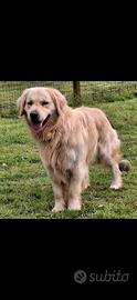 Golden Retriever disponibile monta accoppiamento