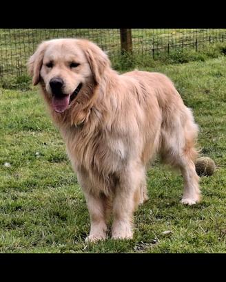 Golden Retriever disponibile monta accoppiamento