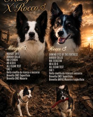 cuccioli di Border collie 