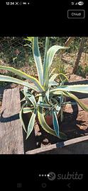 Pianta Agave Americana