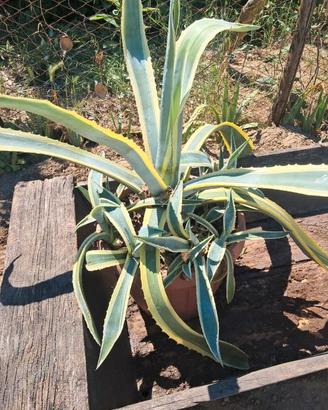Pianta Agave Americana