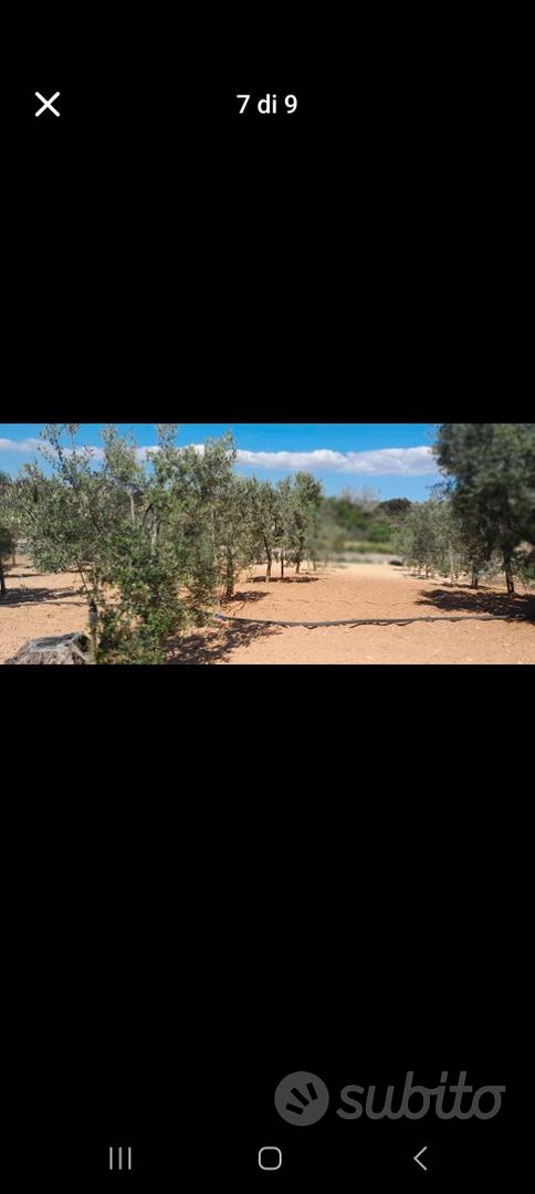 Terreno agricolo - Vista 2