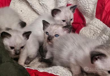 Gatto siamese