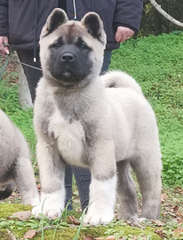 Akita Americano cucciolo