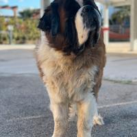 Disponibile per Monta