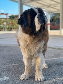 Disponibile per Monta