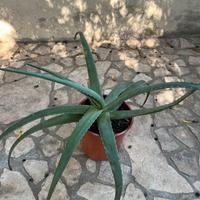 Piante aloe per giardino varie misure