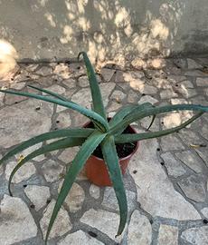 Piante aloe per giardino varie misure