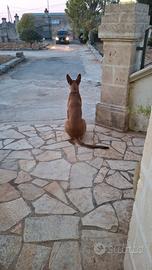 Pastore belga malinois maschio