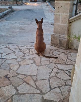 Pastore belga malinois maschio