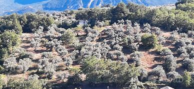 Oliveto secolare e rustico diruto