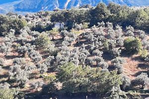 Oliveto secolare e rustico diruto