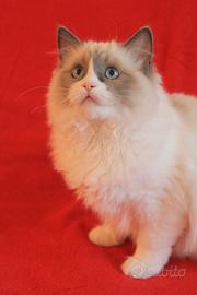 NEVEAH gattina razza RAGDOLL colto dolce