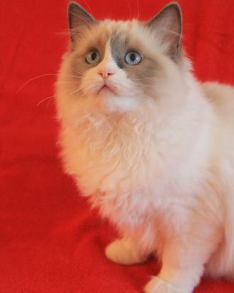 NEVEAH gattina razza RAGDOLL colto dolce
