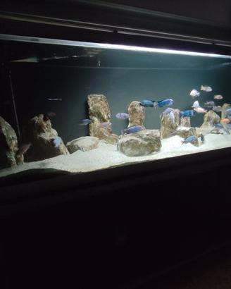 acquario Ferplast 200. 750 litri