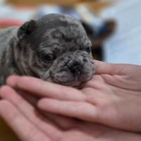 Bulldog francese