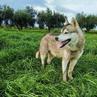 Husky