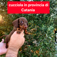 Bassotto nano femmina