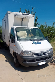 Fiat Ducato isotermico frigo